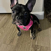 Zadee Mae is registered to the contest to win money with this photo: dog, puppy, french_bulldog, black_dog, pink_harness, pet, indoor, wooden_floor, flooring, curious, looking_up, small_dog, ears_up, animal, companion, domestic_animal, cute, young_dog, house, canine