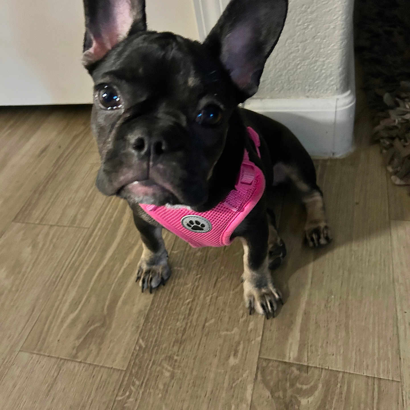 Zadee Mae is registered to the contest to win money with this photo: animal, black_dog, canine, companion, curious, cute, dog, domestic_animal, ears_up, flooring, french_bulldog, house, indoor, looking_up, pet, pink_harness, puppy, small_dog, wooden_floor, young_dog