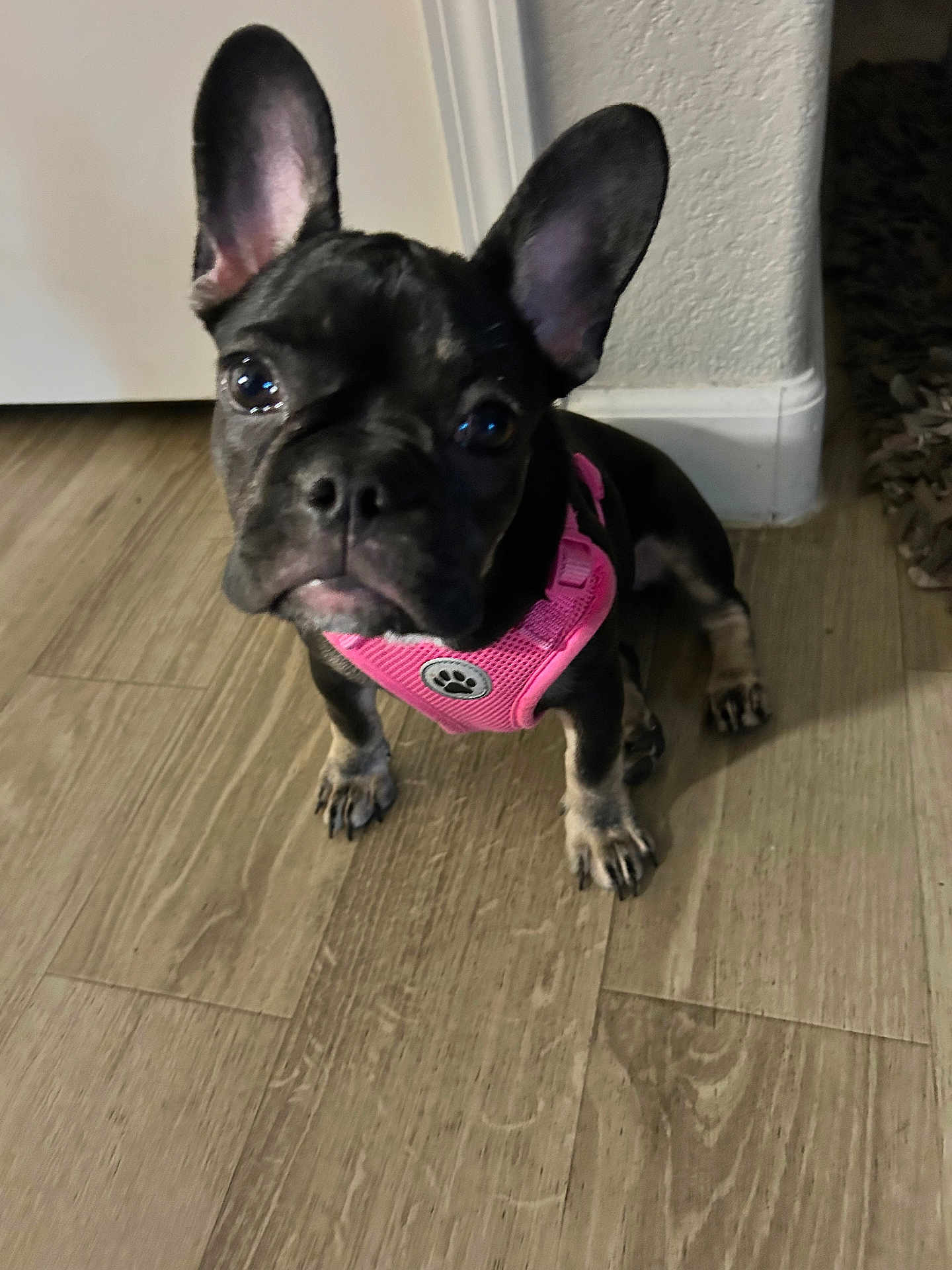 Zadee Mae is registered to the contest to win money with this photo: dog, puppy, french_bulldog, black_dog, pink_harness, pet, indoor, wooden_floor, flooring, curious, looking_up, small_dog, ears_up, animal, companion, domestic_animal, cute, young_dog, house, canine