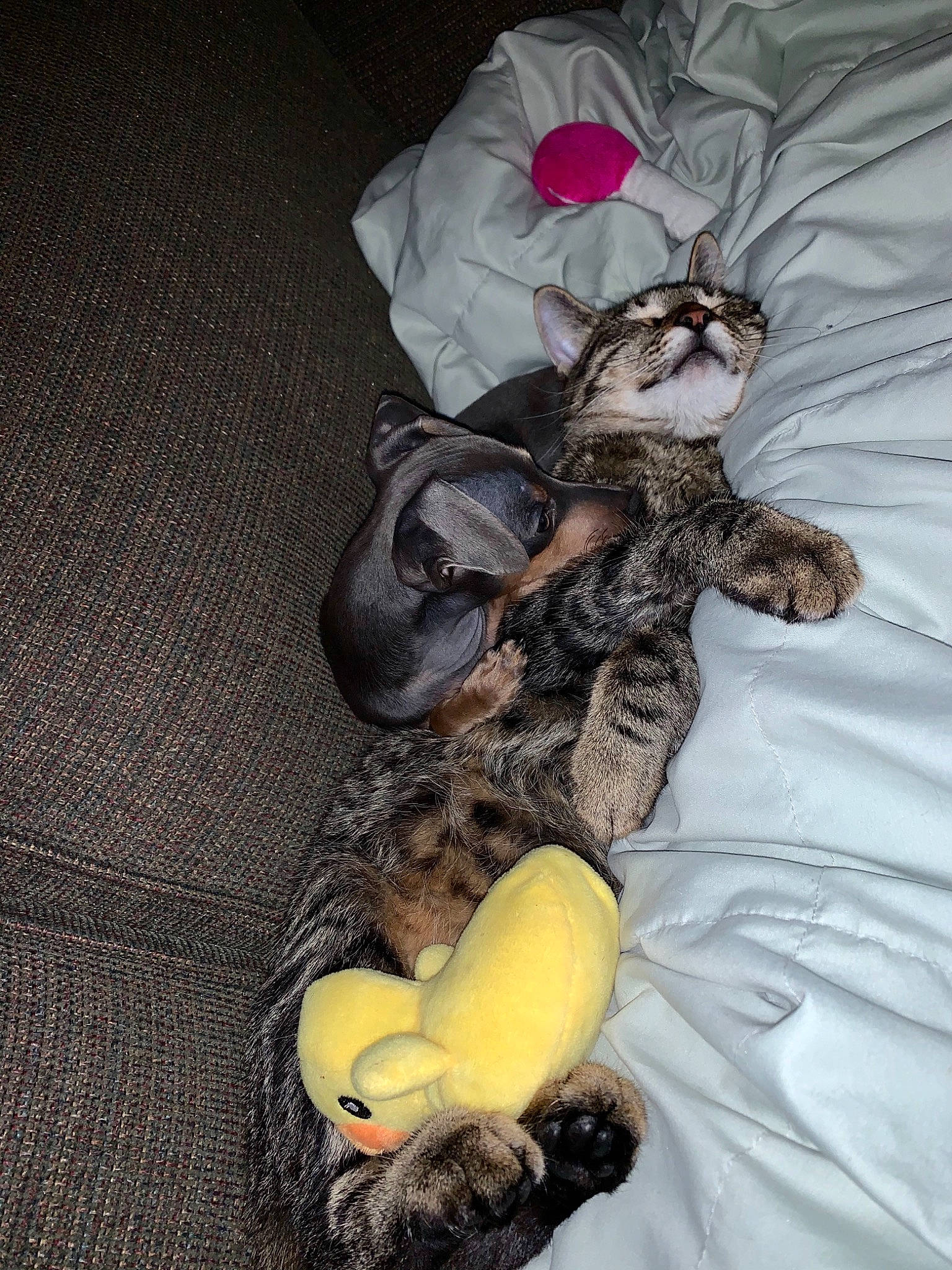 Coteau is registered to the contest to win money with this photo: baby_toddler_clothing, bed, bed_sheet, canidae, carnivore, claw, comfort, companion_dog, dog_breed, fur, grey, hat, linens, pattern, paw, sleeve, sporting_group, tail, toy_dog