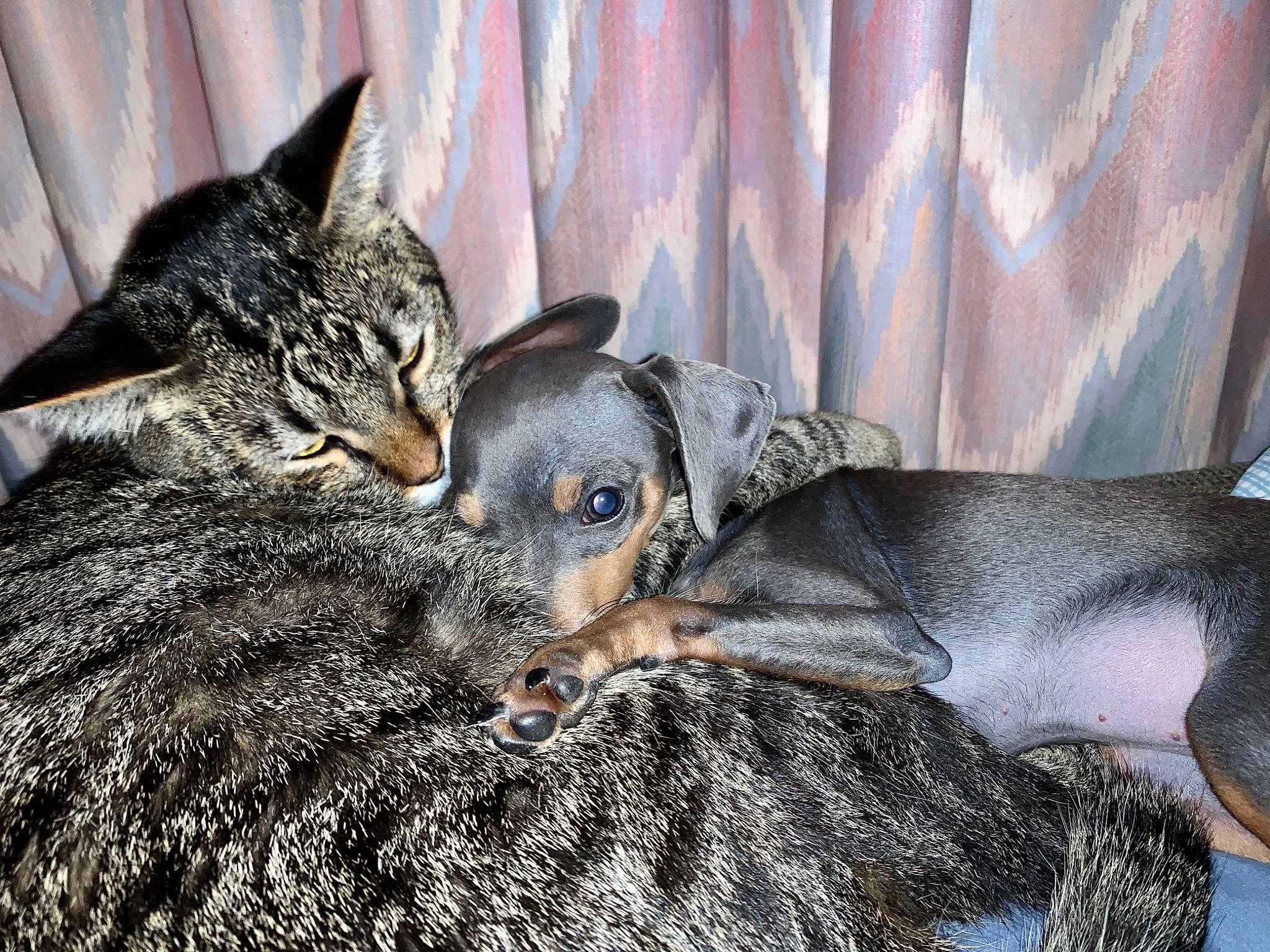 Coteau is registered to the contest to win money with this photo: beak, bird, carnivore, cat, claw, close_up, curtain, dog_breed, domestic_short_haired_cat, felidae, fur, grey, paw, small_to_medium_sized_cats, snout, terrestrial_animal, whiskers, working_animal