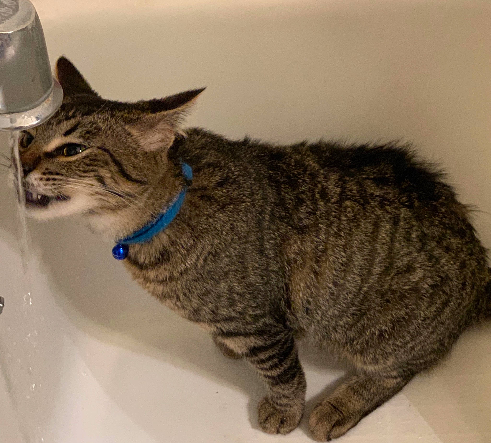 Coteau joined the competition — help win amazing prizes! carnivore, cat, cat_supply, claw, domestic_short_haired_cat, felidae, fur, paw, small_to_medium_sized_cats, tail, terrestrial_animal, whiskers