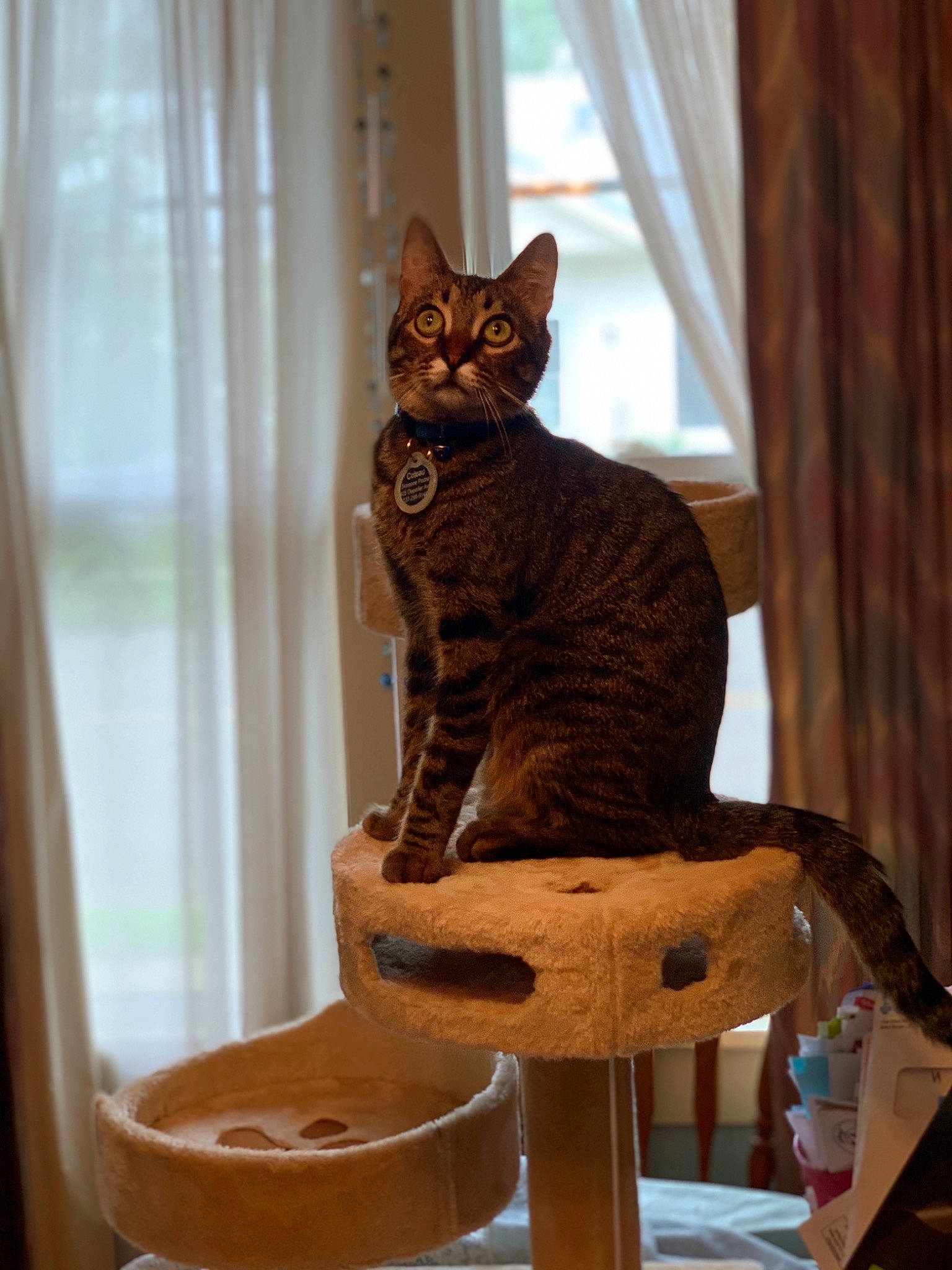 Coteau is registered to the contest to win money with this photo: art, carnivore, cat, cat_supply, curtain, domestic_short_haired_cat, fawn, felidae, fur, hardwood, pet_supply, room, sitting, small_to_medium_sized_cats, snout, tail, whiskers, window, window_blind, wood