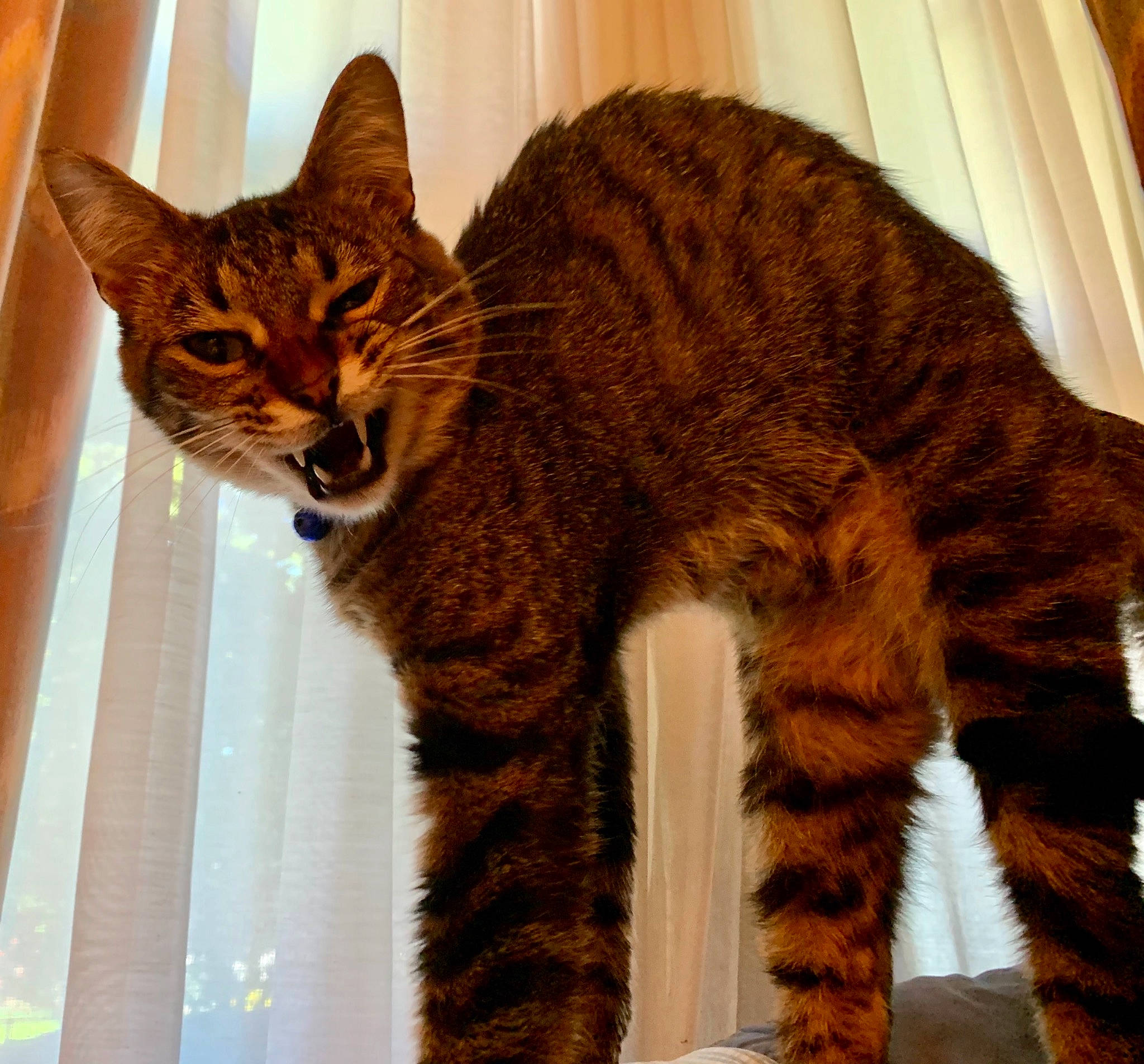 Coteau is registered to the contest to win money with this photo: carnivore, cat, cat_supply, claw, domestic_short_haired_cat, fawn, felidae, foot, fur, paw, small_to_medium_sized_cats, snout, tail, terrestrial_animal, tree, whiskers, wildlife