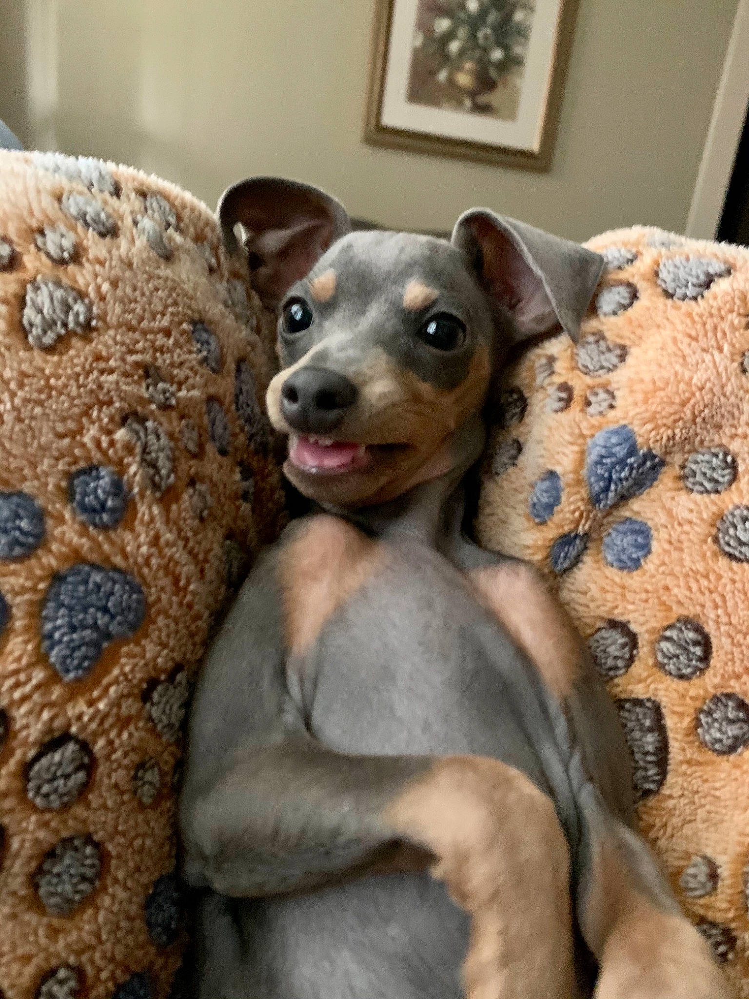 Zumi joined the competition — help win amazing prizes! art, canidae, carnivore, comfort, companion_dog, dog, dog_breed, ear, fawn, fur, grey, picture_frame, room, snout, sporting_group, terrestrial_animal, toy, toy_dog, whiskers, working_animal