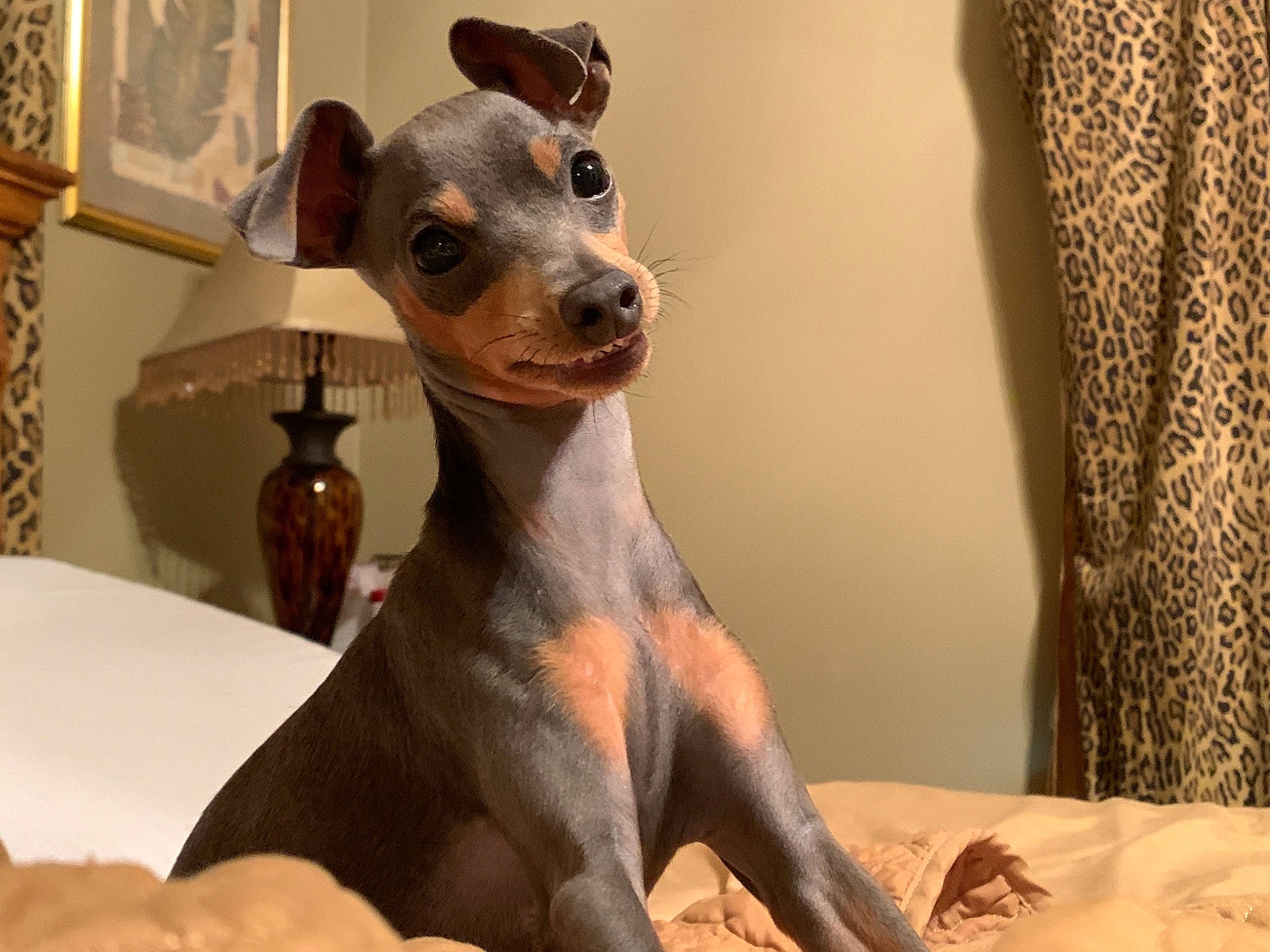 Zumi is registered to the contest to win money with this photo: canidae, carnivore, comfort, companion_dog, curtain, dog, dog_breed, ear, fawn, houseplant, liver, pet_supply, picture_frame, snout, sporting_group, terrestrial_animal, toy_dog, whiskers, wood, working_animal