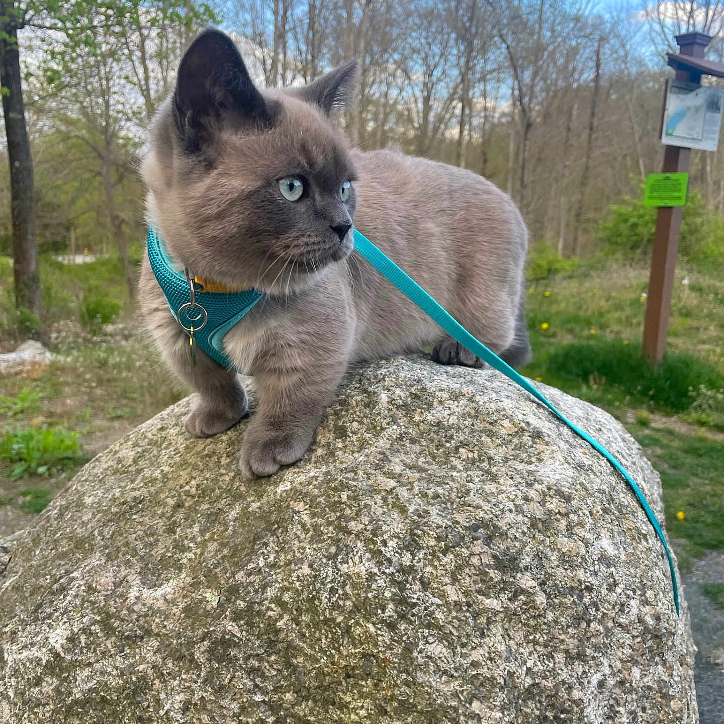 Loui joined the competition — help win amazing prizes! accessories, animal, cat, face, grass, head, kitten, nature, outdoors, person, pet, photography, plant, portrait, rock, siamese, soil, strap, tree, vegetation