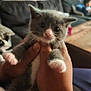 animal, cat, closeup, couch, curious, cute, domestic, fur, furniture, gray, hands, indoor, kitten, living_room, pet, table, watch, whiskers, white, young