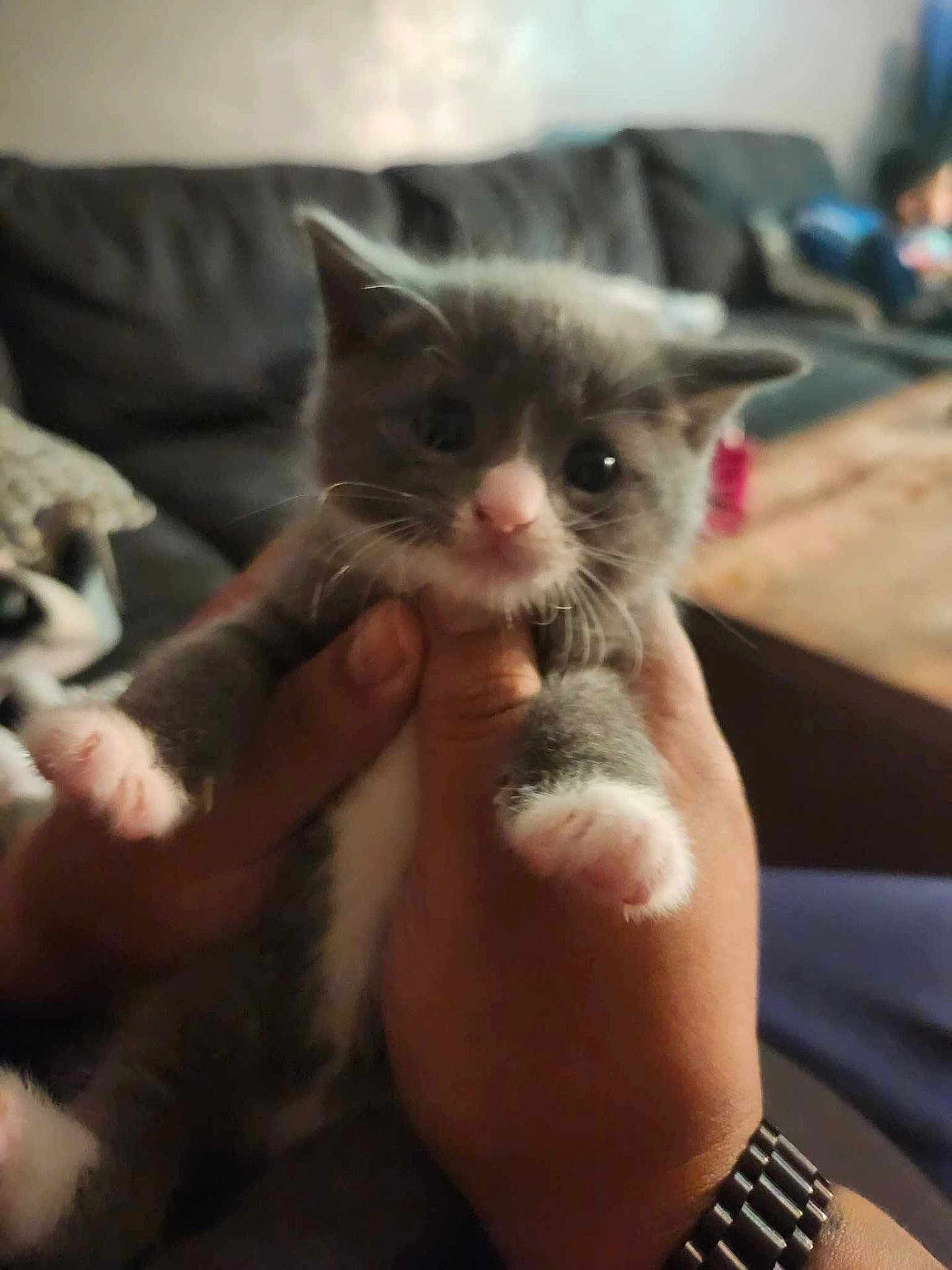 Shadow Rivera is registered to the contest to win money with this photo: animal, cat, closeup, couch, curious, cute, domestic, fur, furniture, gray, hands, indoor, kitten, living_room, pet, table, watch, whiskers, white, young