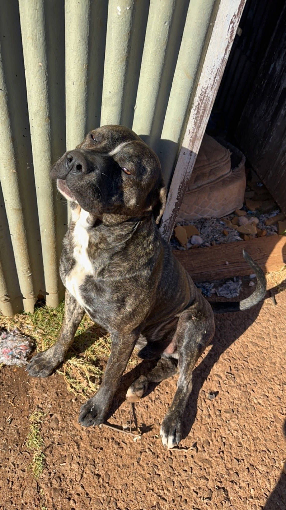 Russell is registered to the contest to win money with this photo: canidae, carnivore, companion_dog, dog, dog_breed, fawn, guard_dog, gun_dog, liver, molosser, non_sporting_group, plant, pug, soil, sporting_group, tail, terrestrial_animal, whiskers, wood, working_animal