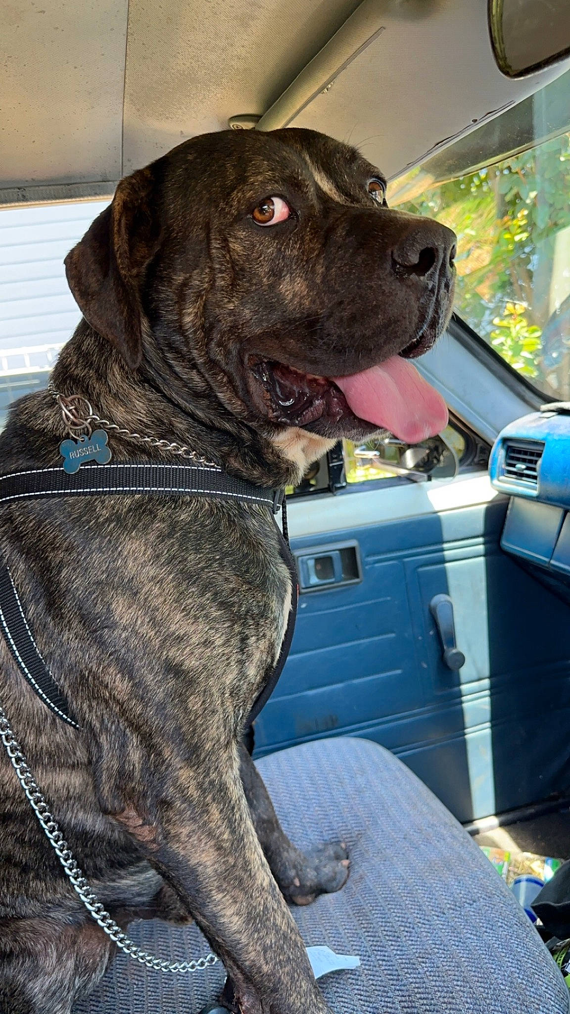 Russell joined the competition — help win amazing prizes! automotive_exterior, canidae, car, carnivore, collar, companion_dog, dog, dog_breed, dog_collar, fawn, fur, guard_dog, gun_dog, liver, motor_vehicle, snout, sporting_group, vehicle_door, windshield, working_dog