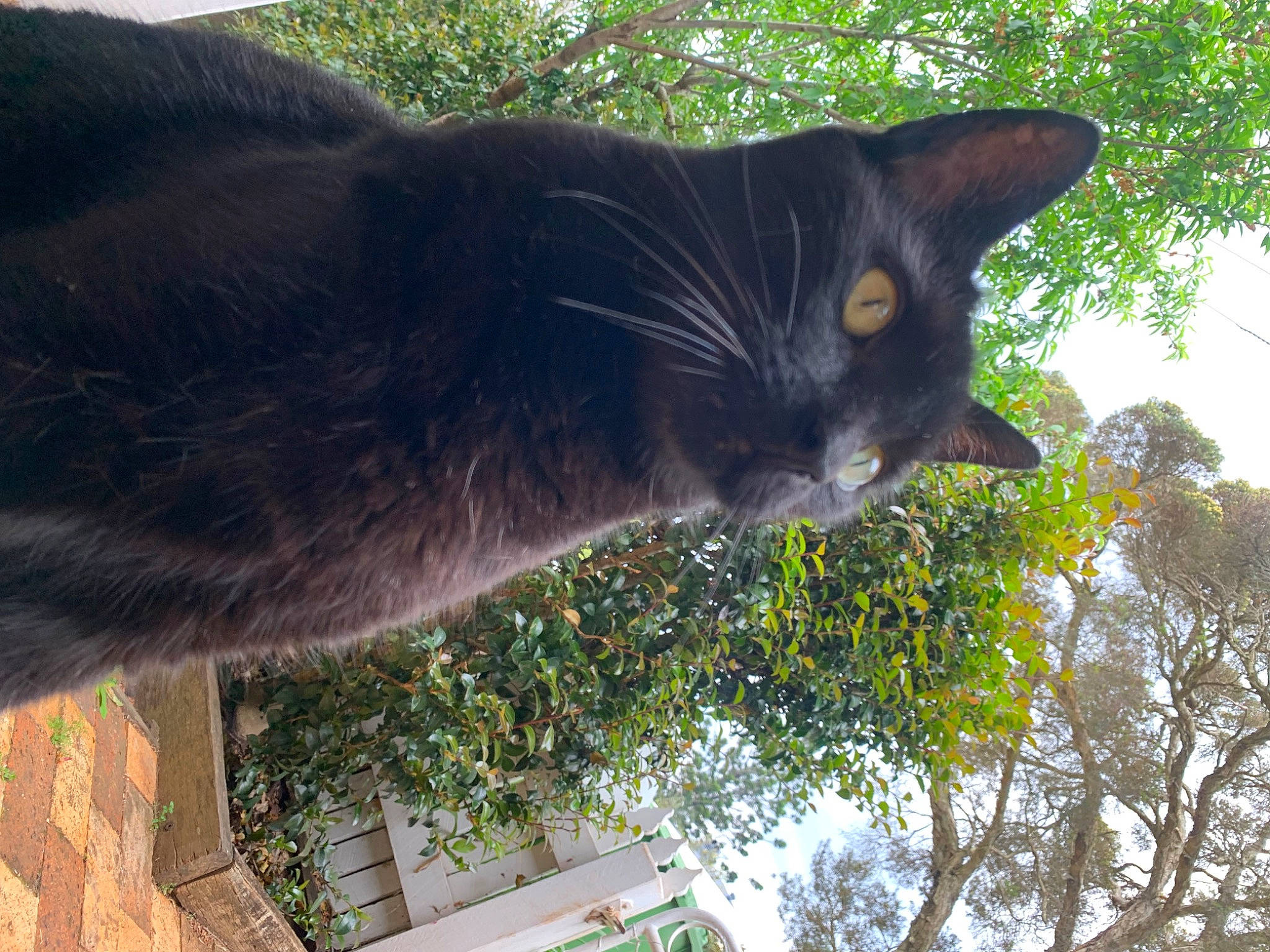Mario is registered to the contest to win money with this photo: black_cat, bombay, carnivore, cat, domestic_short_haired_cat, felidae, fur, grass, groundcover, organism, plant, shrub, sky, small_to_medium_sized_cats, snout, tail, terrestrial_animal, tints_and_shades, tree, whiskers