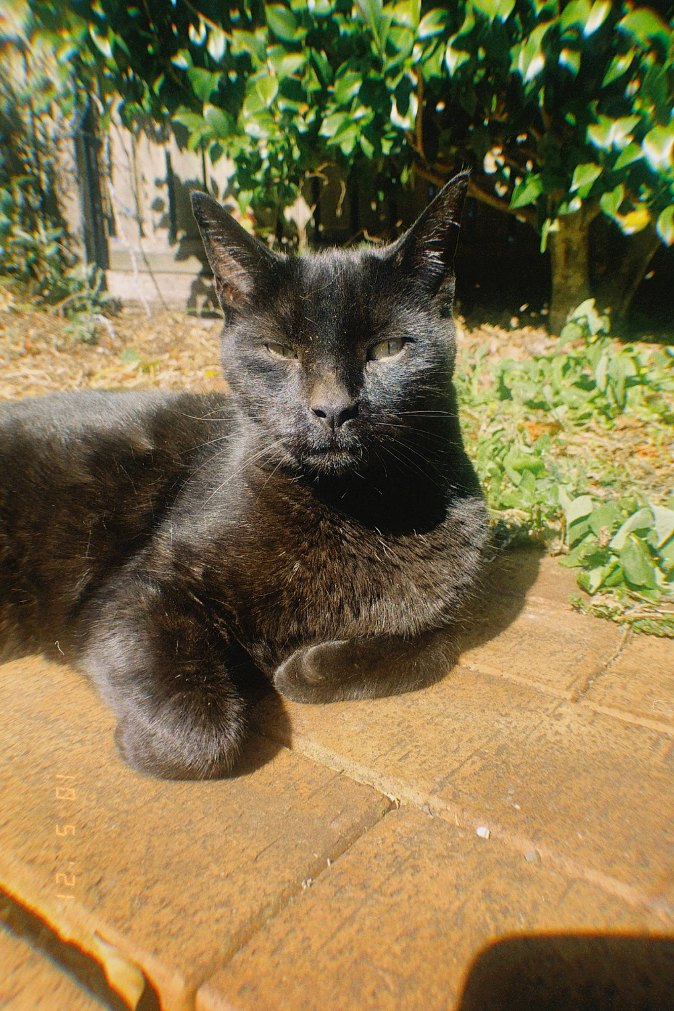 Mario joined the competition — help win amazing prizes! carnivore, cat, claw, domestic_short_haired_cat, fawn, felidae, fur, grass, groundcover, lynx, paw, plant, russian_blue, small_to_medium_sized_cats, snout, tail, terrestrial_animal, tree, whiskers, wildlife