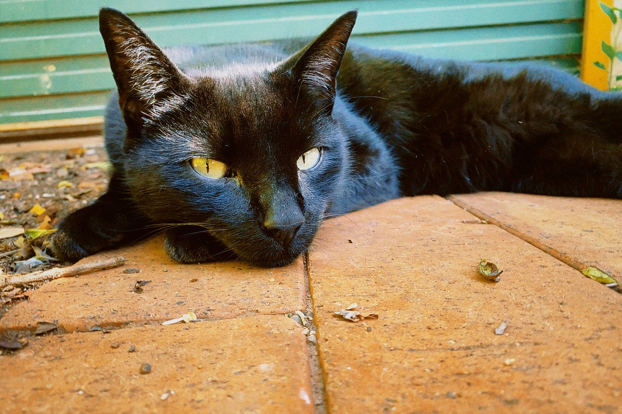 Mario is registered to the contest to win money with this photo: black_cat, bombay, carnivore, cat, claw, domestic_short_haired_cat, felidae, fur, havana_brown, paw, plant, sitting, small_to_medium_sized_cats, snout, tail, terrestrial_animal, whiskers, wildlife