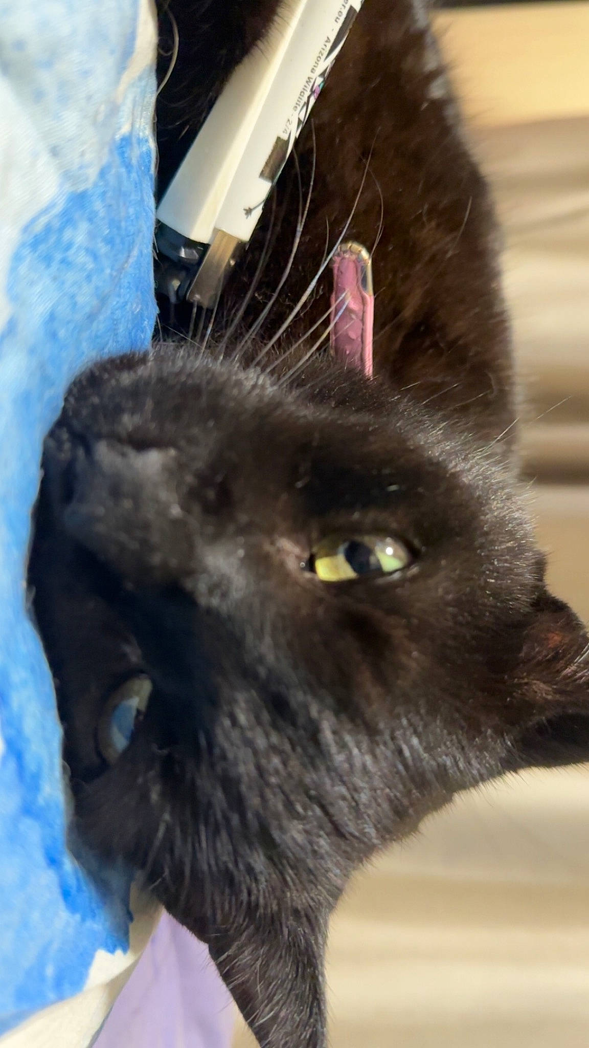 Mario is registered to the contest to win money with this photo: black_cat, bombay, carnivore, cat, claw, domestic_short_haired_cat, ear, felidae, fur, havana_brown, korat, small_to_medium_sized_cats, snout, terrestrial_animal, thai, tonkinese, whiskers