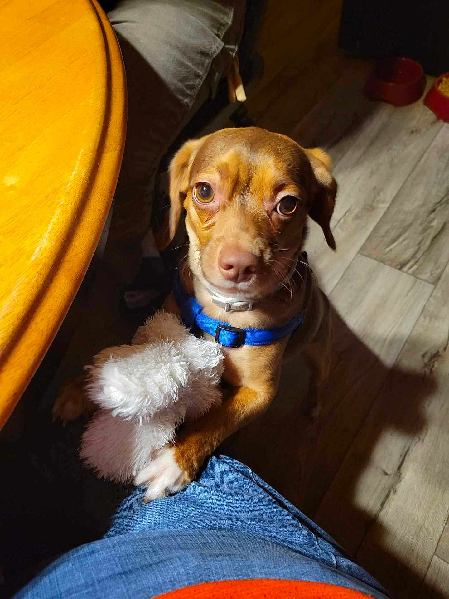 Duke