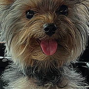 Sunshine joined the competition — help win amazing prizes! dog, cute, fluffy, tongue_out, close_up, happy, pet, animal, fur, ears, face, small_dog, portrait, canine, adorable, friendly, indoor, companion, muzzle, playful
