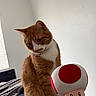 Otto is registered to the contest to win money with this photo: cat, orange_cat, white_cat, plush_toy, toad, stuffed_animal, bedroom, bed, blanket, curious, indoor, window, wall, soft_light, pet, feline, toy, cute, looking, closeup