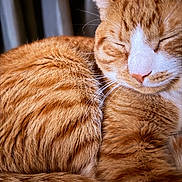 Otto is registered to the contest to win money with this photo: cat, ginger_cat, tabby, sleeping, close_up, fur, whiskers, pet, animal, domestic_cat, cozy, relaxed, face, mammal, cute, resting, feline, orange, soft, indoor