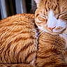 cat, ginger_cat, tabby, sleeping, close_up, fur, whiskers, pet, animal, domestic_cat, cozy, relaxed, face, mammal, cute, resting, feline, orange, soft, indoor