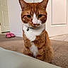 Otto joined the competition — help win amazing prizes! cat, ginger_cat, white_fur, indoor, pet, collar, bell, curious, sitting, carpet, door, slippers, home, feline, animal, fur, whiskers, ears, eyes, portrait