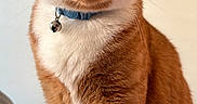 Otto joined the competition — help win amazing prizes! cat, ginger_cat, orange_tabby, pet, feline, collar, bell, whiskers, fur, domestic_cat, portrait, animal, cute, indoor, close_up, alert, sitting, eyes, nose, ears