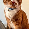 cat, ginger_cat, orange_tabby, pet, feline, collar, bell, whiskers, fur, domestic_cat, portrait, animal, cute, indoor, close_up, alert, sitting, eyes, nose, ears