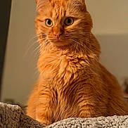 Willow participe au concours pour gagner de l'argent avec cette photo : cat, ginger_cat, pet, animal, feline, fur, whiskers, eyes, portrait, indoor, cozy, blanket, texture, soft_light, closeup, sitting, curious, cute, domestic, fluffy