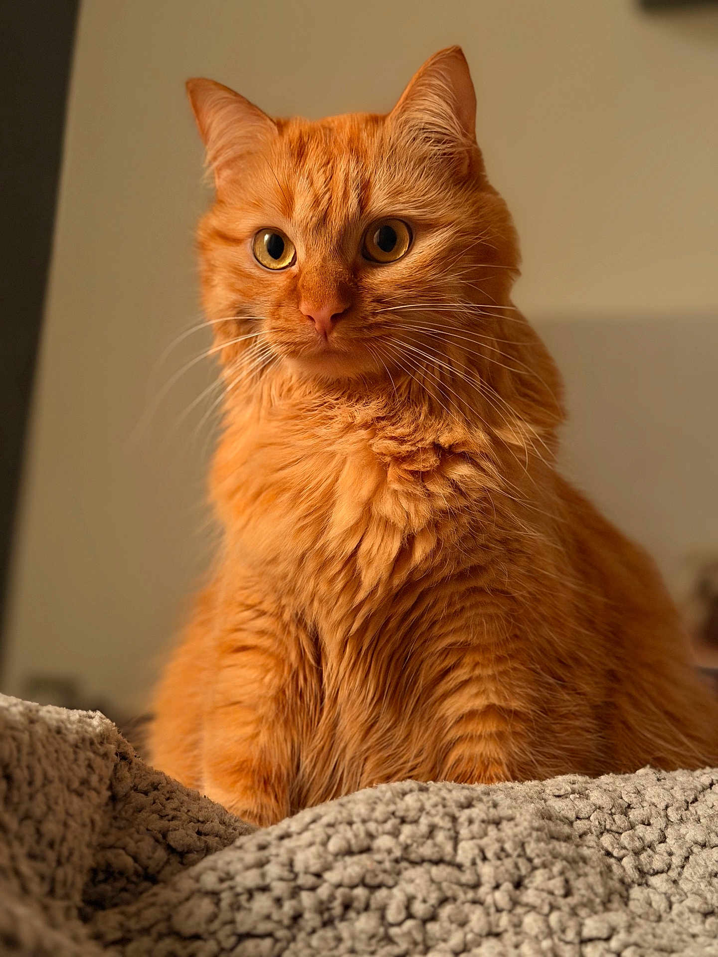 Willow participe au concours pour gagner de l'argent avec cette photo : cat, ginger_cat, pet, animal, feline, fur, whiskers, eyes, portrait, indoor, cozy, blanket, texture, soft_light, closeup, sitting, curious, cute, domestic, fluffy