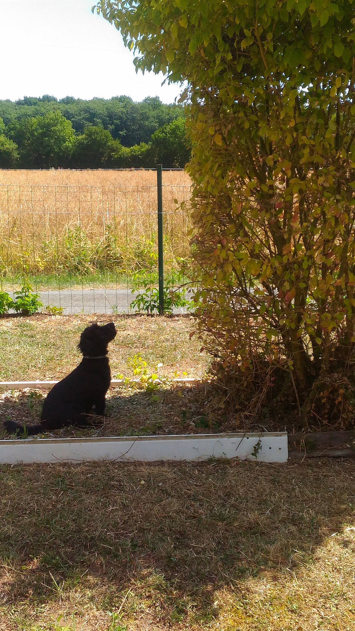 Nelson participe au concours pour gagner de l'argent avec cette photo : canidae, carnivore, dog, dog_breed, fence, grass, grass_family, land_lot, leash, plant, shade, shadow, shrub, sporting_group, sunlight, tail, tints_and_shades, tree
