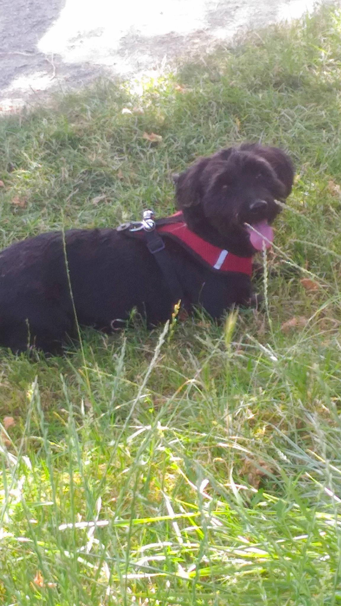 Nelson participe au concours pour gagner de l'argent avec cette photo : canidae, carnivore, dog, dog_breed, grass, hunting_dog, mammal, sporting_group