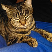 Zelly a rejoint le concours — aidez-le/la à gagner de superbes lots ! american_shorthair, american_wirehair, asian, california_spangled, carnivore, cat, domestic_short_haired_cat, dragon_li, european_shorthair, felidae, fur, german_rex, kitten, mammal, ocicat, pixie_bob, small_to_medium_sized_cats, tabby_cat, vertebrate, whiskers
