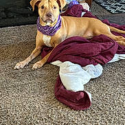 Cricket is registered to the contest to win money with this photo: accessories, animal, blanket, boxer, bulldog, canine, couch, dog, furniture, head, homedecor, hound, linen, person, pet, pitbull, puppy, purple, towel, wood