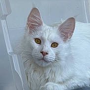 Yuki participe au concours pour gagner de l'argent avec cette photo : animal, calm, cat, close_up, container, curious, domestic_animal, ears, feline, fur, golden_eyes, indoor, nose, pet, plastic_container, portrait, resting, soft_fur, whiskers, white_cat