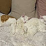 cat, white_cat, orange_and_white_cat, sleeping, resting, bedspread, cushions, indoor, cozy, feline, pets, fur, nap, relaxed, close_up, animal, domestic, cute, companion, laying_down