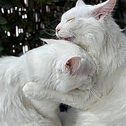 Yuki joined the competition — help win amazing prizes! cat, white_cat, fluffy, grooming, cuddling, pets, animal, feline, close_up, outdoor, nature, affection, companionship, fur, whiskers, ears, relaxed, cute, adorable, bond