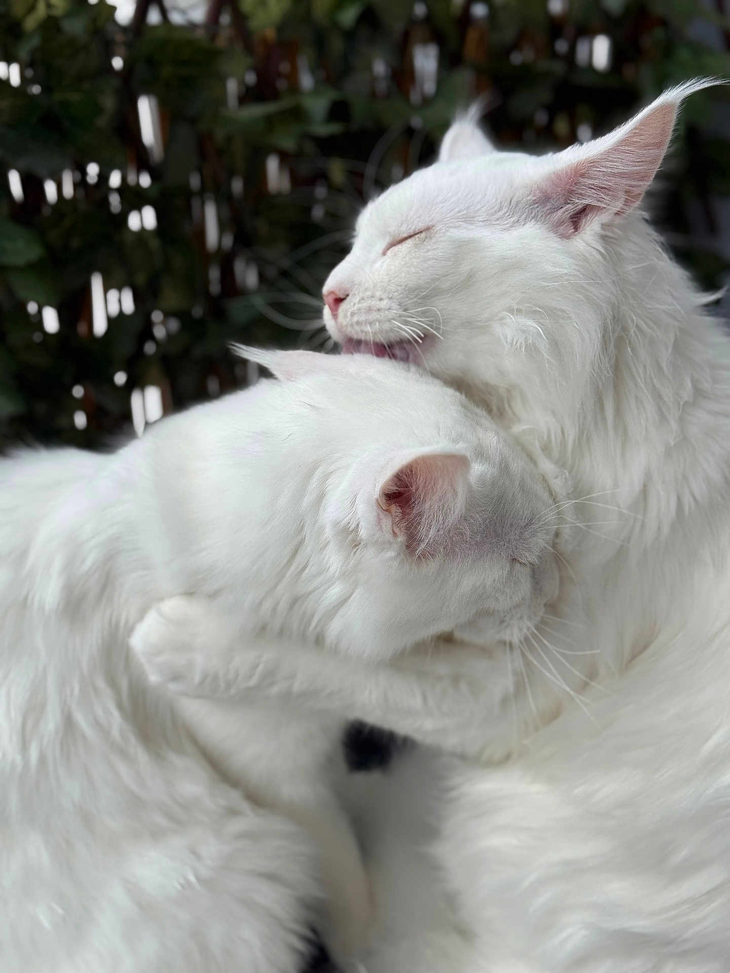 Yuki joined the competition — help win amazing prizes! cat, white_cat, fluffy, grooming, cuddling, pets, animal, feline, close_up, outdoor, nature, affection, companionship, fur, whiskers, ears, relaxed, cute, adorable, bond