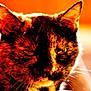 Héva participe au concours pour gagner de l'argent avec cette photo : cat, tortoiseshell, close_up, animal, pet, whiskers, ears, face, feline, fur, orange_background, indoor, portrait, eyes, muzzle, warm_tones, domestic_animal, cute, furry, animal_portrait