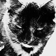 Héva a rejoint le concours — aidez-le/la à gagner de superbes lots ! cat, black_and_white, close_up, grainy, peeking, whiskers, fur, animal, portrait, texture, contrast, mysterious, sleepy, noir, face, ears, nose, outdoor, wall, photography