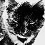 cat, black_and_white, close_up, grainy, peeking, whiskers, fur, animal, portrait, texture, contrast, mysterious, sleepy, noir, face, ears, nose, outdoor, wall, photography