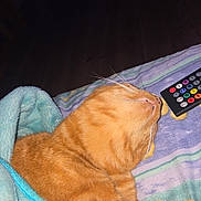 Rouqine a rejoint le concours — aidez-le/la à gagner de superbes lots ! cat, orange_tabby, blanket, bedspread, remote_control, whiskers, sleeping, cozy, indoor, feline, pet, striped, soft, resting, comfort, animal, domestic, cute, fur, relaxed