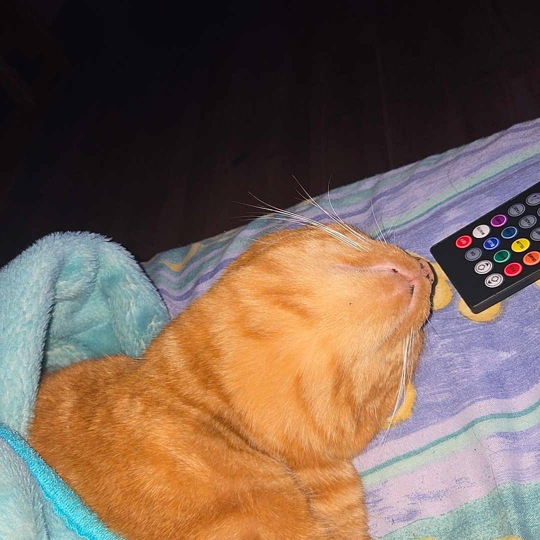Rouqine a rejoint le concours — aidez-le/la à gagner de superbes lots ! animal, bedspread, blanket, cat, comfort, cozy, cute, domestic, feline, fur, indoor, orange_tabby, pet, relaxed, remote_control, resting, sleeping, soft, striped, whiskers