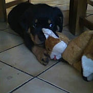 Spyke a rejoint le concours — aidez-le/la à gagner de superbes lots ! puppy, dog, toy, stuffed_animal, indoor, floor, tile, brown, black, tan, pet, animal, cute, playful, wooden_furniture, legs, lying_down, chewing, young_dog, domestic