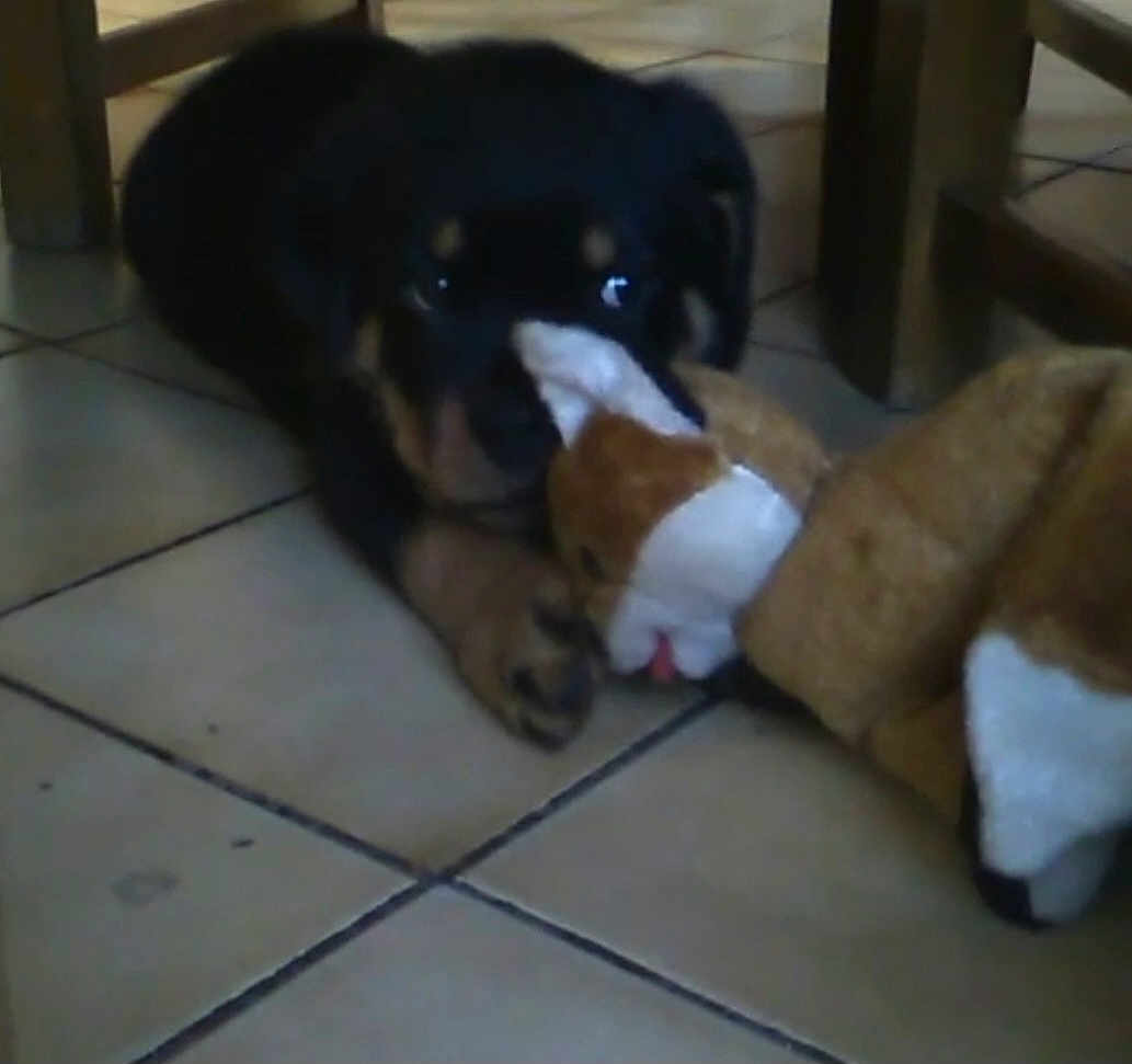 Spyke a rejoint le concours — aidez-le/la à gagner de superbes lots ! puppy, dog, toy, stuffed_animal, indoor, floor, tile, brown, black, tan, pet, animal, cute, playful, wooden_furniture, legs, lying_down, chewing, young_dog, domestic