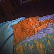 Roukine a rejoint le concours — aidez-le/la à gagner de superbes lots ! cat, orange_tabby, sleeping, blanket, bed, floral_pattern, cozy, indoor, feline, pet, resting, comfort, fur, paw, domestic_animal, quiet, relaxation, warm, soft, peaceful