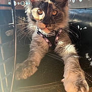Violet is registered to the contest to win money with this photo: animal, cage, cat, close_up, cozy, cute, eyes, feline, fur, harness, indoor, mammal, paw, pet, portrait, relaxed, resting, shadow, sunlight, whiskers