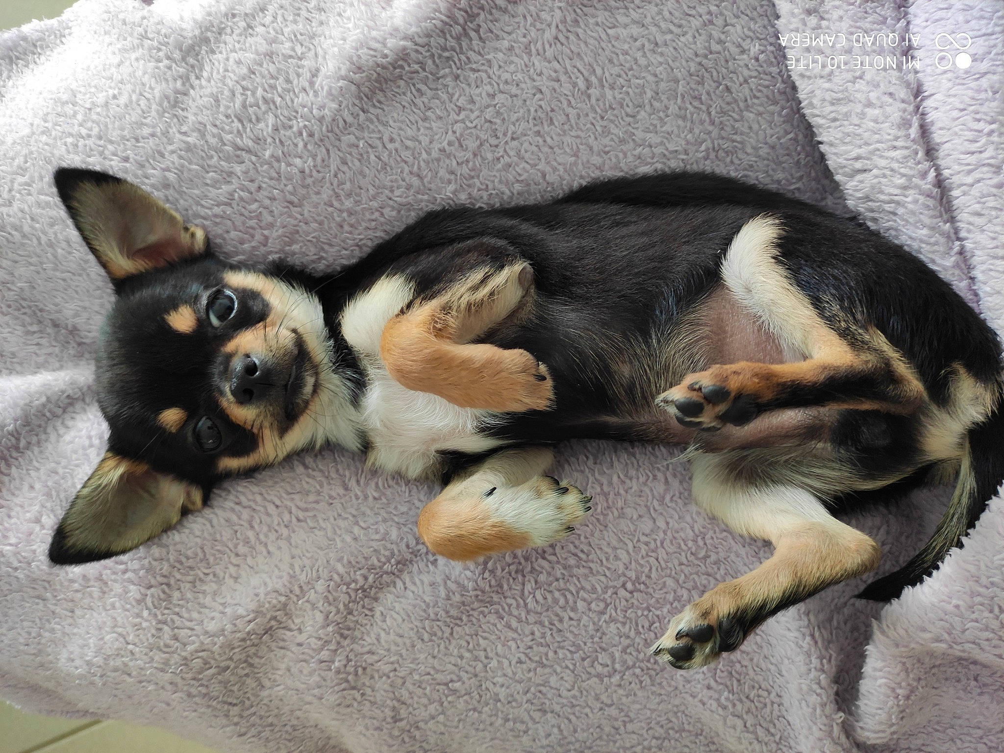 Roméo participe au concours pour gagner de l'argent avec cette photo : canidae, carnivore, cat, dog, dog_breed, mammal, nap, paw, puppy, sporting_group, vertebrate