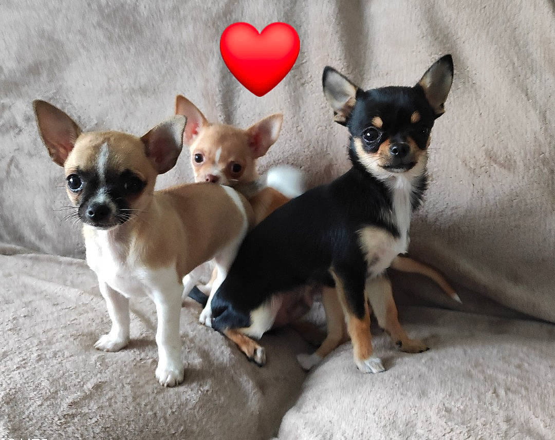 Roméo participe au concours pour gagner de l'argent avec cette photo : ancient_dog_breeds, canidae, carnivore, chihuahua, companion_dog, corgi_chihuahua, dog, dog_breed, english_toy_terrier, fawn, mammal, miniature_fox_terrier, prazsky_krysarik, puppy, russkiy_toy, snout, toy_dog, toy_fox_terrier, vertebrate, whiskers