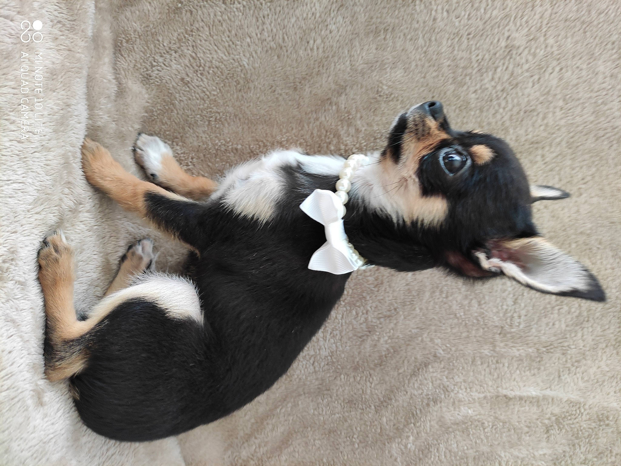 Roméo a rejoint le concours — aidez-le/la à gagner de superbes lots ! canidae, carnivore, dog, dog_breed, mammal, puppy, tail, vertebrate