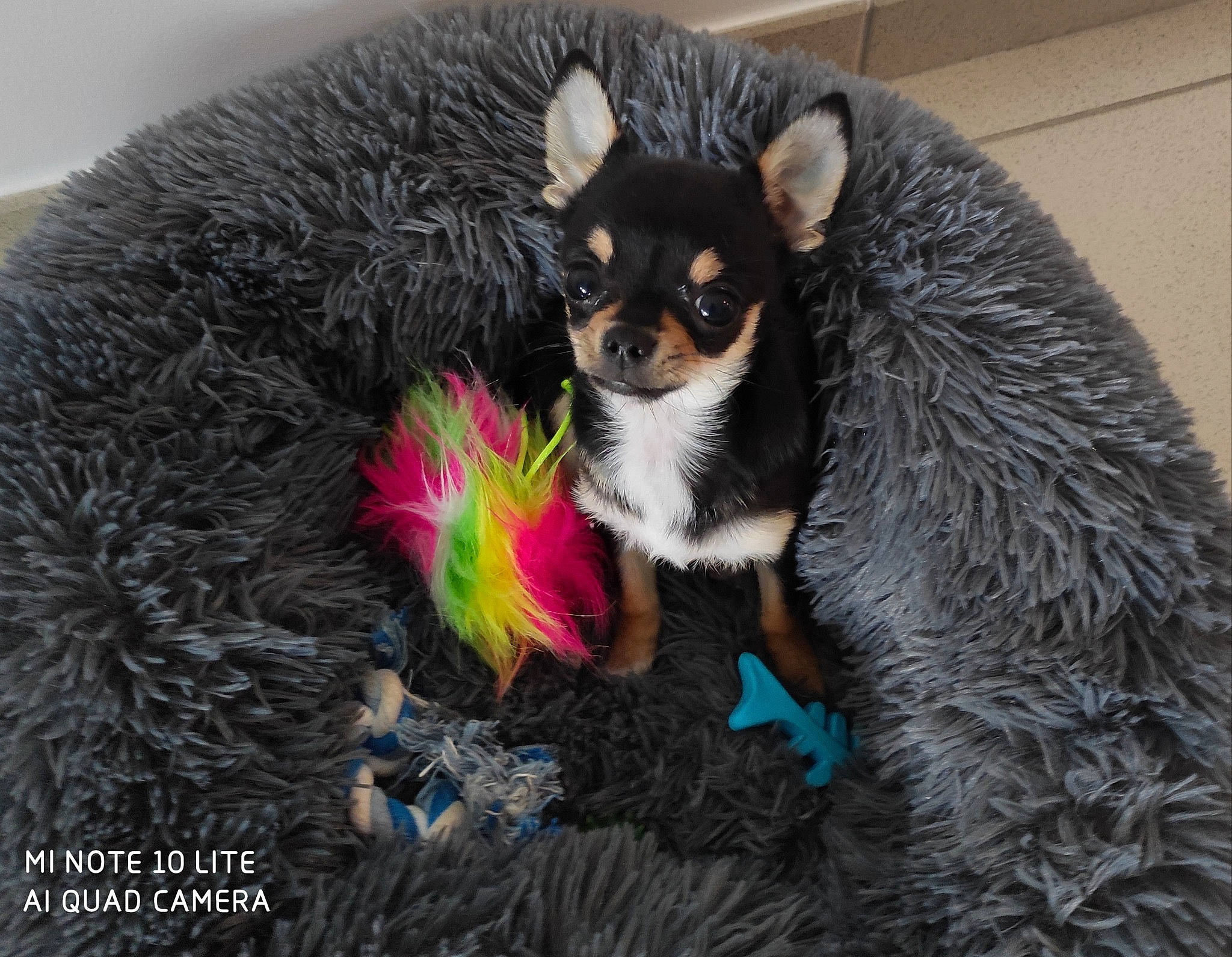 Roméo participe au concours pour gagner de l'argent avec cette photo : canidae, carnivore, chihuahua, companion_dog, dog, dog_breed, english_toy_terrier, mammal, miniature_pinscher, puppy, russkiy_toy, snout, toy_dog, vertebrate
